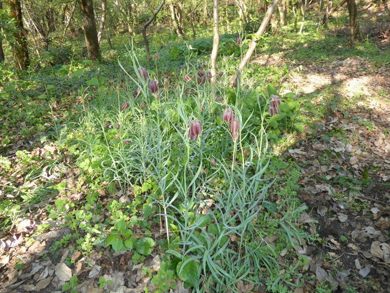 Fritillaria orientalis - Liliaceae